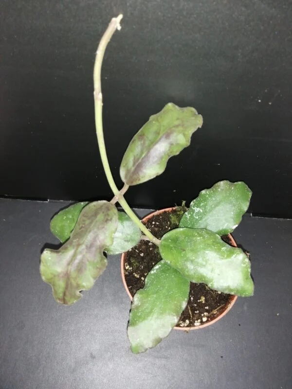 Hoya waymaniae, pianta da interno