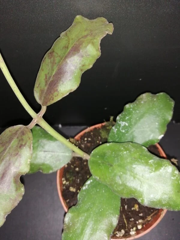 Hoya waymaniae, foto 2