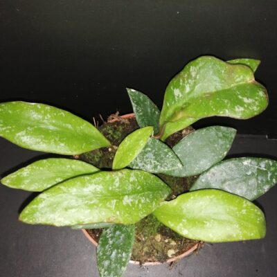 Hoya rundumensis splash