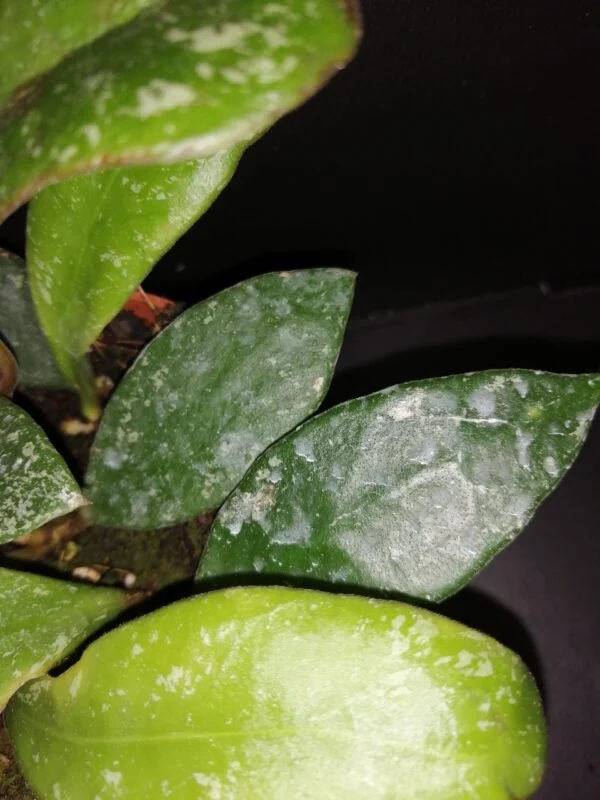Hoya rundumensis splash, foto 2