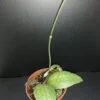 Hoya clemensiorum Sumatra, pianta da interno