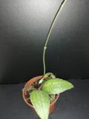 Hoya clemensiorum Sumatra