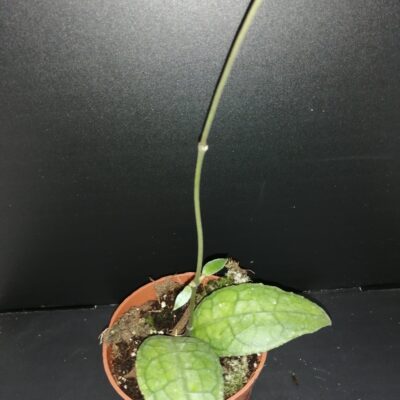 Hoya clemensiorum Sumatra