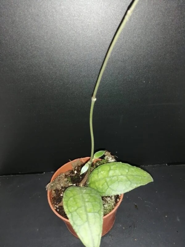 Hoya clemensiorum Sumatra, pianta da interno