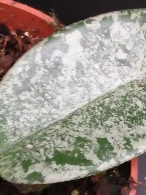 Hoya Grey Ghost, foto 2