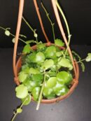 Hoya endauensis basket