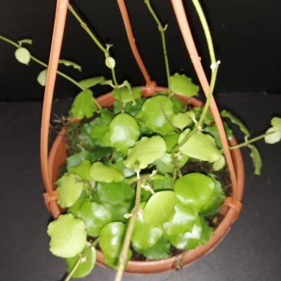 Hoya endauensis basket