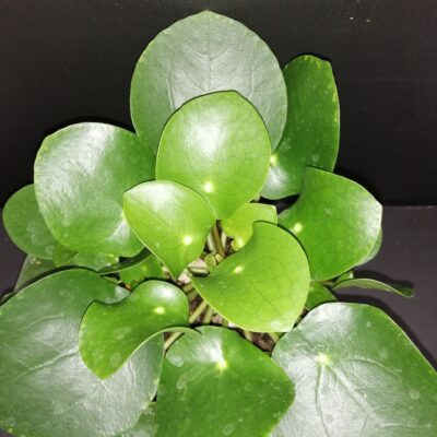 Pilea peperomioides (Copia)