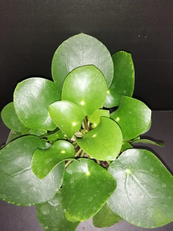 Pilea peperomioides (Copia), pianta da interno