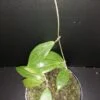 Hoya nicholsoniae, pianta da interno