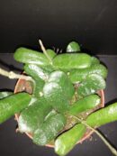 Hoya rotundiflora