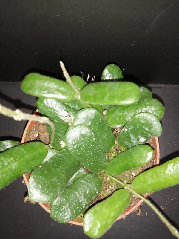 Hoya rotundiflora, pianta da interno