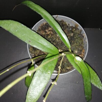 Hoya scortechinii