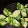 Hoya heuschkeliana variegata, pianta da interno