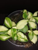 Hoya heuschkeliana variegata