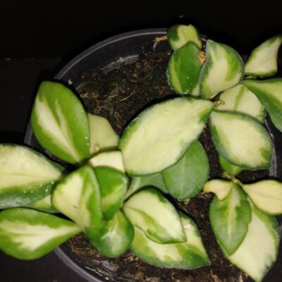 Hoya heuschkeliana variegata