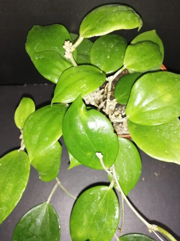 Hoya aldrichii, pianta da interno