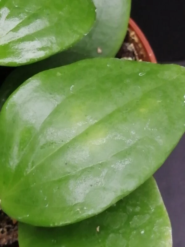 Hoya aldrichii, foto 2