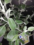 Brachyglottis greyi Sunshine