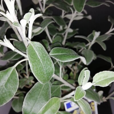 Brachyglottis greyi Sunshine