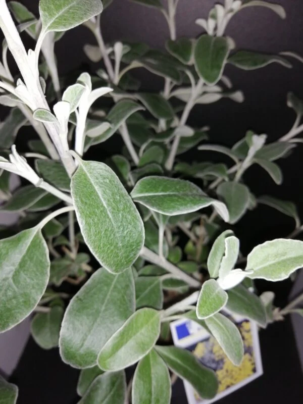 Brachyglottis greyi Sunshine, pianta da esterno