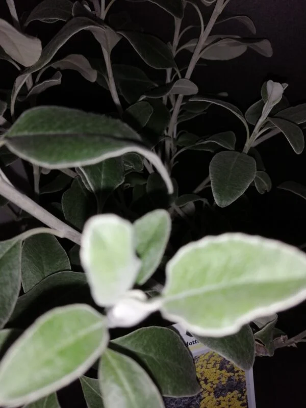 Brachyglottis greyi Sunshine, foto 2