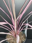 Cordyline australis Southern Splendour