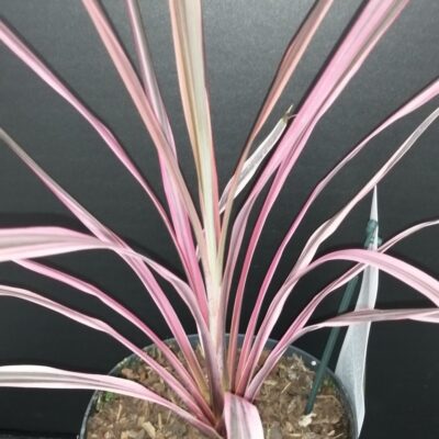 Cordyline australis Southern Splendour