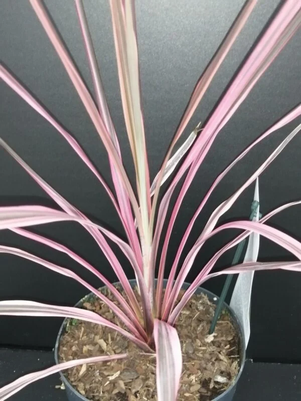 Cordyline australis Southern Splendour, pianta da interno e da esterno