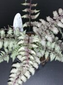 Athirium nipponicum Metallicum