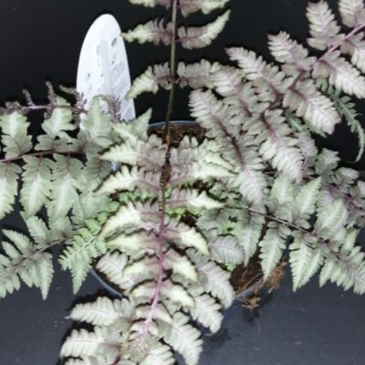 Athirium nipponicum Metallicum