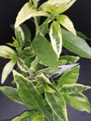 Aucuba japonica Picturata