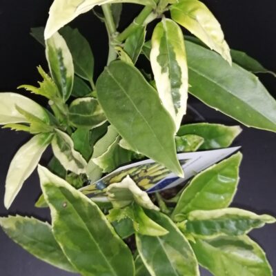 Aucuba japonica Picturata