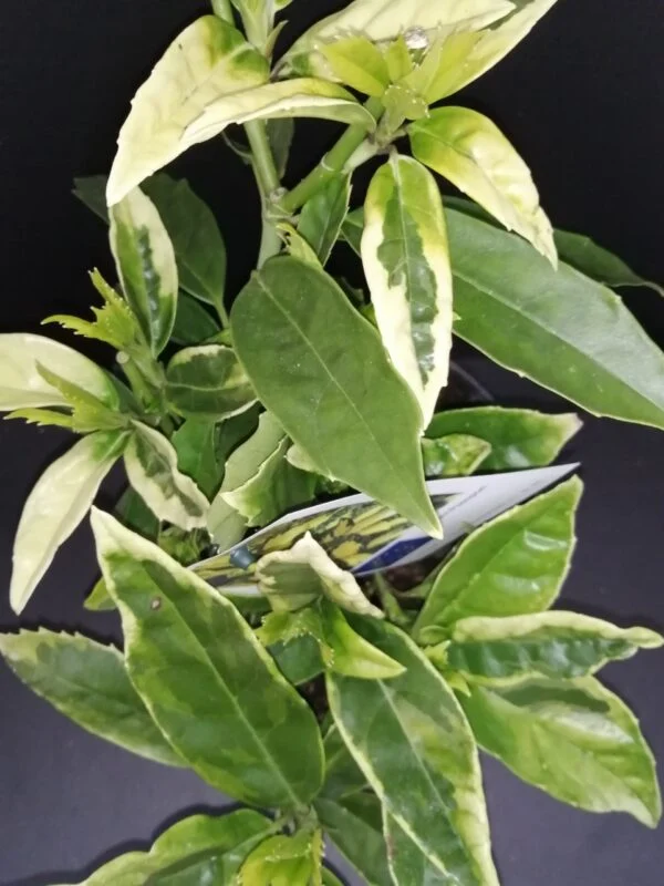Aucuba japonica Picturata, pianta da esterno