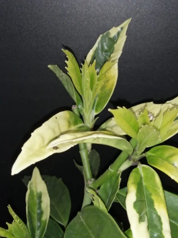 Aucuba japonica Picturata, foto 2
