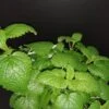 Melissa officinalis, pianta per orto e cucina