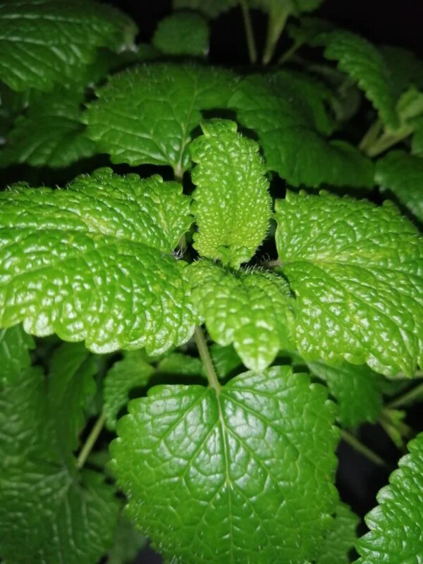 Melissa officinalis, foto 2