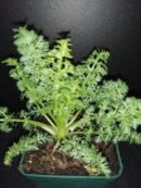 Carum carvi, Cumino dei prati