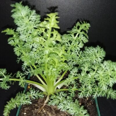 Carum carvi, Cumino dei prati