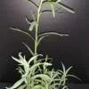 Artemisia dracunculus Sperling’s Kleine , Dragoncello, pianta da esterno