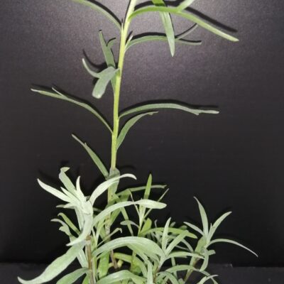 Artemisia dracunculus Sperling's Kleine , Dragoncello