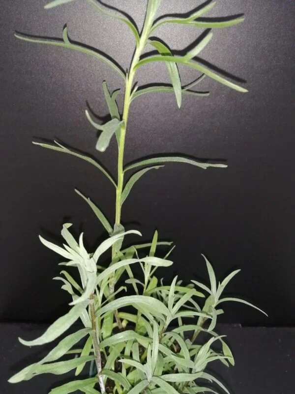 Artemisia dracunculus Sperling’s Kleine , Dragoncello, pianta da esterno