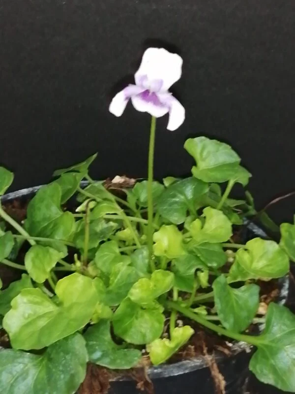 Viola hederacea, pianta da esterno