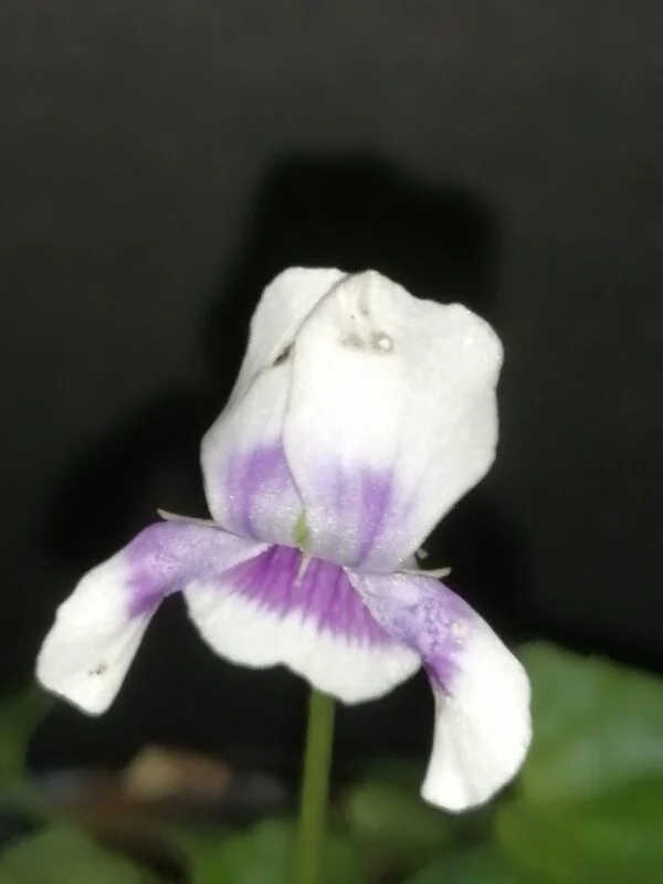 Viola hederacea, foto 2