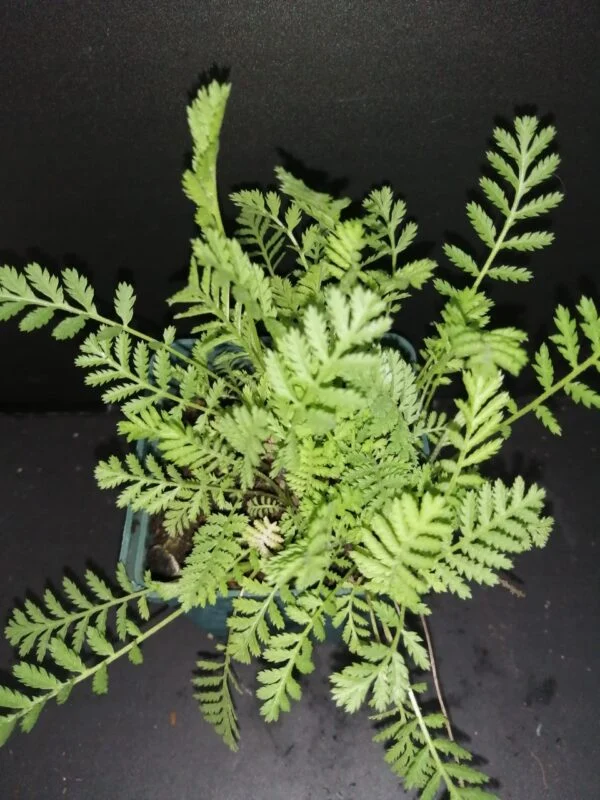 Tanacetum vulgare, pianta da esterno