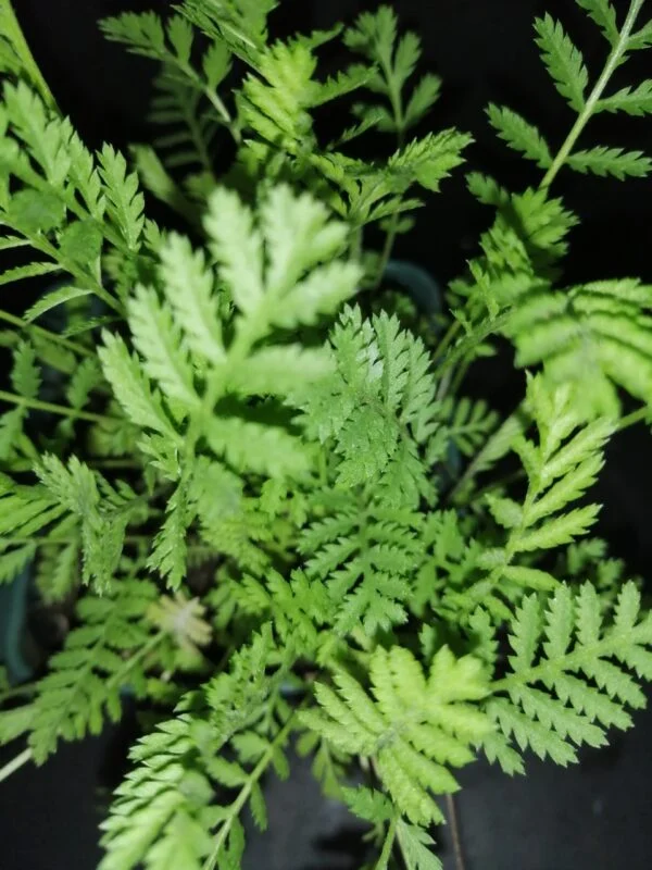 Tanacetum vulgare, foto 2