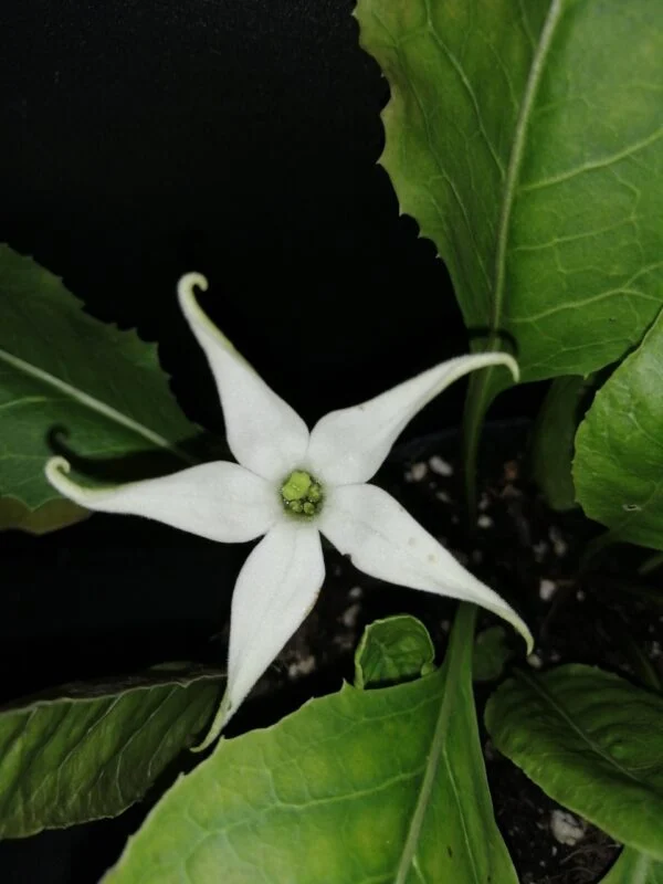 Jaborosa integrifolia, foto 2