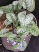 Brunnera Jack Frost blawn