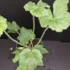 Anemone japonica hybrida Honorine Jobert, pianta da esterno