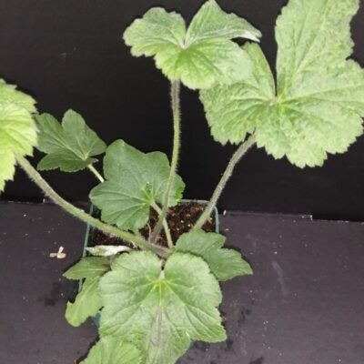 Anemone japonica hybrida Honorine Jobert